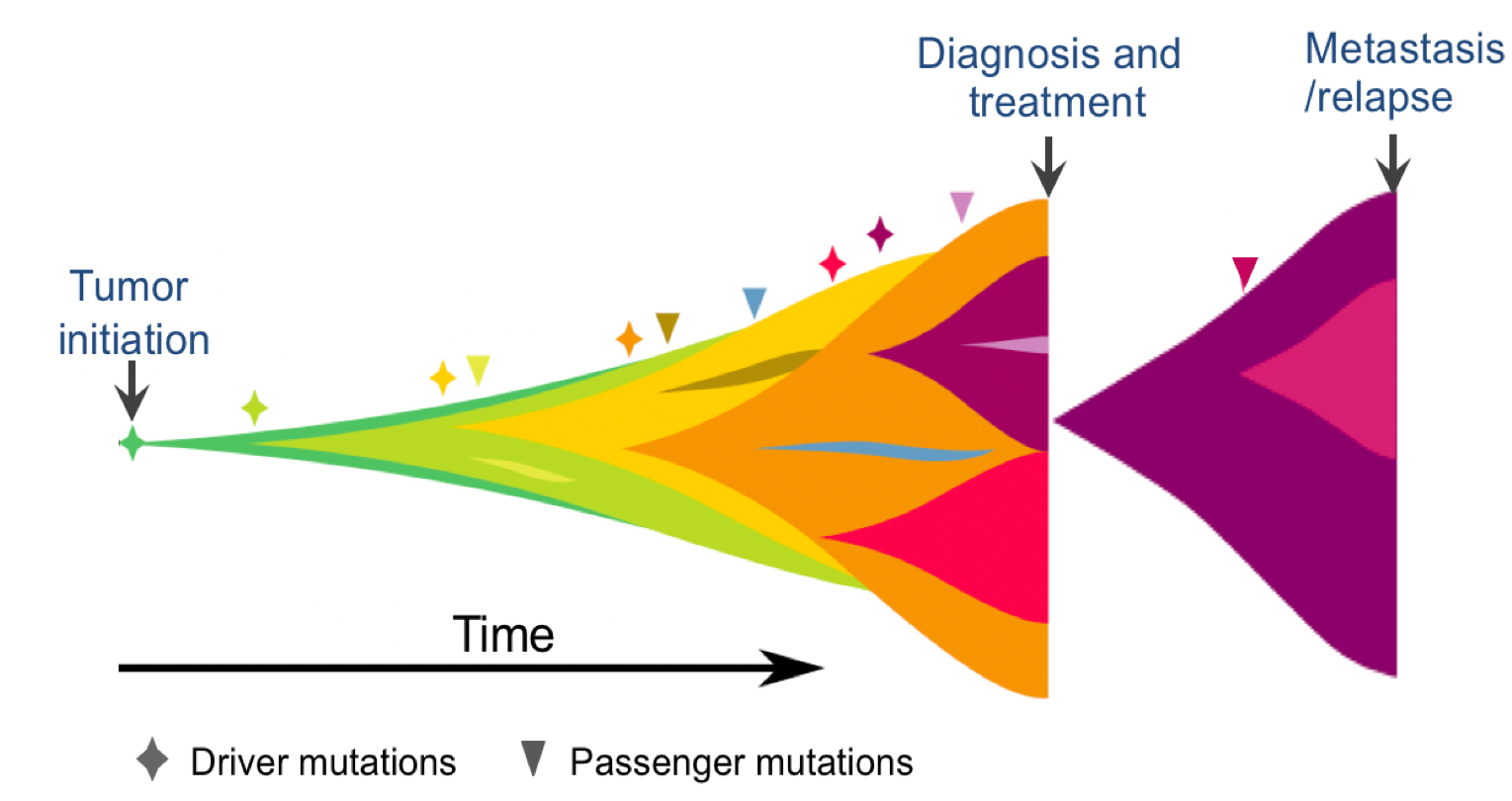 The Tempo And Mode Of Tumor Evolution Through Space And Time | Hu Lab ...